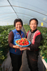 올해 처음 고설재배를 시작하는 충남 부여군 김성수氏 딸기농가