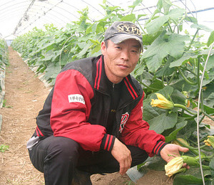 경기도 평택시 진위면 애호박농가 임성남씨