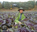 아시아 종묘의 보라색 채소, 농가소득에 기여