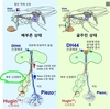 동물이 과식하지 않는 이유와 최고의 다이어트