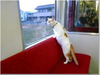 고양이와 함께 떠나는 '고양이 기차'를 아십니까?
