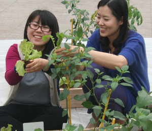 농진청, 채소모종 10만주 나눔 행사