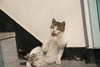 고양이 이름, 펠릭스·가필드보다 '키티'가 좋다
