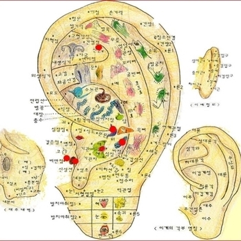 귀가 인체의 축소판이라고요?