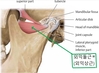 입이 잘 안벌어질때 관리법