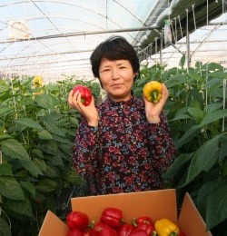 건강한 토양을 바탕으로 명품 파프리카를 생산하는 허숙희씨