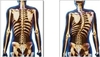 [신기한 유미테라피 DIY건강법 ] 뼈의 균형이 깨지면 질병이 유발된다. 2