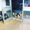 노숙자 위한 떠돌이 개들의 병문안, 브라질 울리다