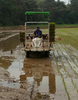 ‘배훈친 쌀’ 농사, 순조로운 출발