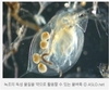 죽음의 녹조 속에서도 희망은 피어오른다.