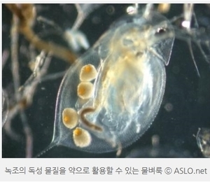 죽음의 녹조 속에서도 희망은 피어오른다.