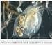 죽음의 녹조 속에서도 희망은 피어오른다.