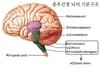 뇌간 관리법이 치매,중풍예방관리법이다.