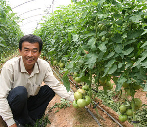 무경운으로 5년째 토마토 농사를 짓고 있는 나주 나수복씨