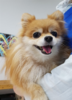 [박순석의 동물병원] 중성화 수술은 최선인가?