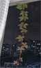 외줄 탄 스토커