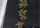 외줄 탄 스토커