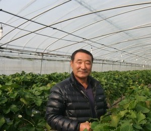 청정 대평농업을 이끄는 딸기박사, 33년 경력의 김수현氏