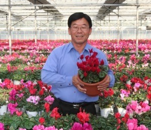 “겨울의 꽃 시클라멘, 겨울철 실내환경 최적의 작목”