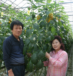 경남 진주시 일반성면 파프리카 김대봉, 이금자 부부