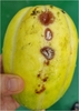첫참외