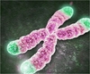 텔로미어( Telomere)와 미토콘드리아 그리고 유미테라피